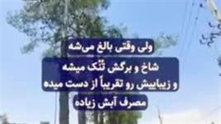 شهرداری‌ها به جای درختان مثمر و زیبای ایرانی، در حال کشت درختان غیربومی و مضر