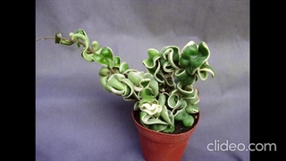 علت زرد شدن گل هویا چیست؟