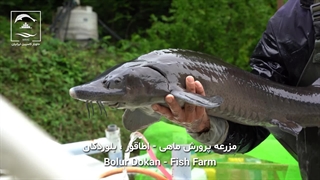 خاویار میراث