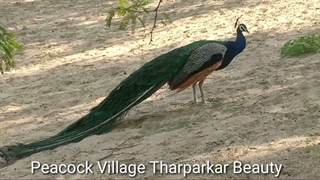 صبح خنک کویر و طاووس‌ها، من شگفتی‌های طبیعت را می‌بینم، من