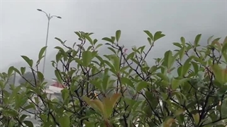 روزهای بارونی آقای کباب