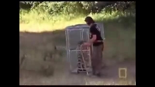 درندگان شوخی ندارن