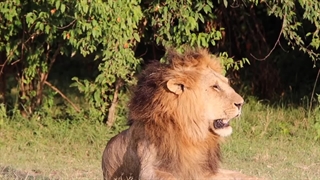 داستان شجاع ترین شیرهای حال حاضر آفریقا سالاس میلز | مستند حیات وحش ⚠️