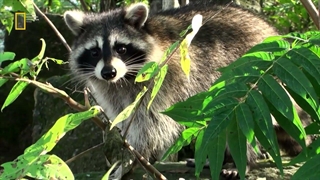 حیات وحش ایران: راکون ها