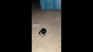 وجود یک موجود فضایی داخل شهاب سنگی در پاناما