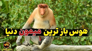 میمون دماغ دراز : هوس باز ترین موجود دنیا با داستانی شوکه کننده
