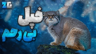 حتی باورت نمی‌شه گربه پالاس چطوری زندگی می‌کنه