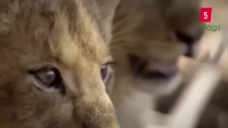 اسکارفیس و ۳ شیر نر، قصابان ماسای مارا | مستند حیات وحش