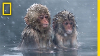 در این روز جهانی حیوانات، زیبایی قلمرو حیوانات را جشن بگیرید