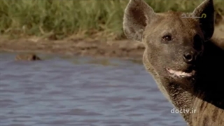 مرگبارترین حیوانات افریقا ۴