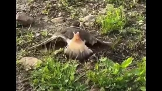 فقط مادر حاضره اینطوری فداکاری کنه