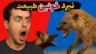 سگ های وحشی بی رحمانه کفتارهارو‌جر میدن جوری که هیچکس انتظارش رو نداره⚠️