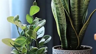 گیاه آپارتمانی بدون نیاز به نور؛ لاکی بامبو