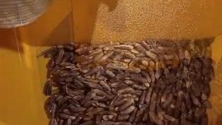 دستگاه آسیاب صنعتی اسوه در حال پودر کردن هسته خرما