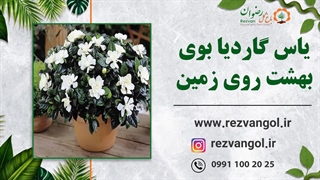 یاس گاردیا بوی بهشت روی زمین