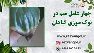 4عامل مهم در نوک سوزی گیاهان