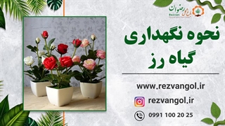 نحوه نگهداری گیاه رز