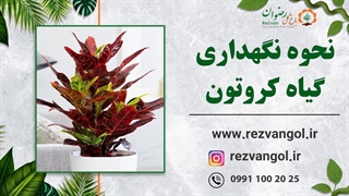 نحوه نگهداری گیاه کروتون