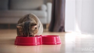 غذای سالم و مقوی گربه برند رفلکس