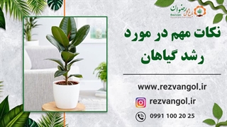 نکات مهم در مورد رشد گیاهان