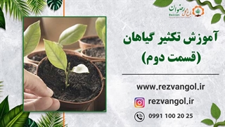 آموزش تکثیر گیاهان(قسمت دوم)