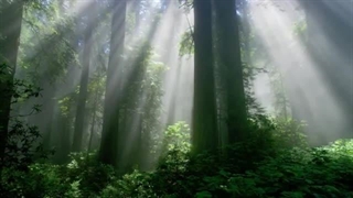 معرفی برند LONGI