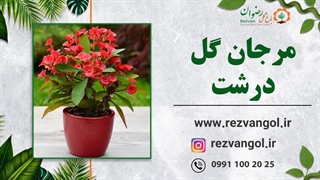 مرجان گل درشت