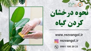 درخشان کردن گیاهان