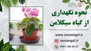 نحوه نگهداری گیاه سیکلامن(نگونسار)