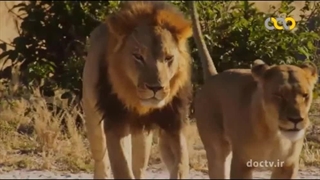 مرگبارترین حیوانات افریقا ۵