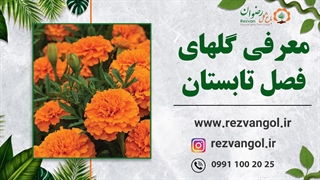 معرفی گلهای فصل تابستان