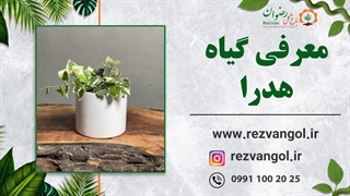 معرفی گیاه هدرا