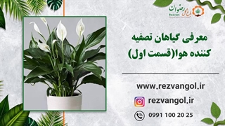 معرفی گیاهان تصفیه کننده هوا(قسمت اول)