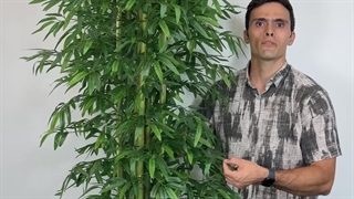 خرید درختچه مصنوعی بامبو با ارتفاع ۲.۲ متر و عرض ۷۰ سانتی‌متر