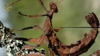 نگاهی به دنیای عقرب ها