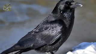 چرا کلاغ باهوش ترین پرنده زمین است؟