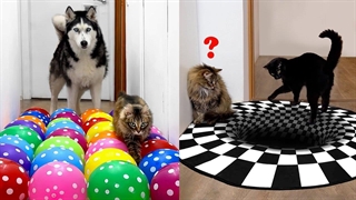 چالش‌هایی جدید برای سگ‌ها و گربه‌ها