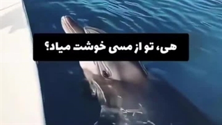 دلفین عاشق رونالدو