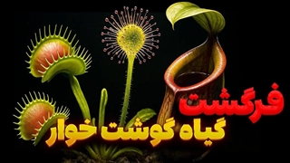 چرا  گیاهان شروع کردن به گوشت خوردن؟ همه چیز درباره گیاهان گوشت‌خوار!