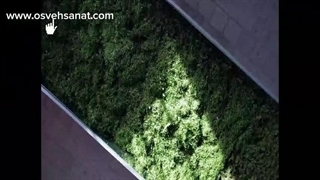 خشک کردن انبوه پیاز، قارچ، فلفل دلمه و سبزی با دستگاه خشک کن استخری اسوه