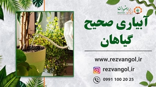 آبیاری صحیح گیاهان