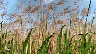 دلِشکسته ای من
