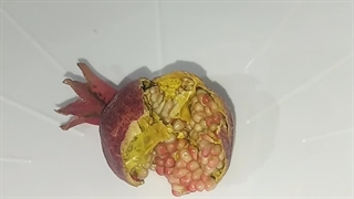 کرم گلوگاه رو زنده از دل انار بیرون کشیدیم... ببین! در این ویدئو کرم گلوگاه انار رو از نزدیک ببینید