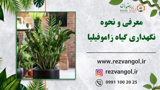 معرفی و نحوه نگهداری گیاه زاموفیلیا