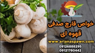 خواص شگفت‌انگیز قارچ صدفی قهوه‌ای