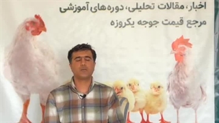 عامل تلفات سنگین جوجه یک روزه