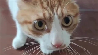 وقتی گوربه ها متوجه میشن سرپرستان گربه دیگه ناز کرده