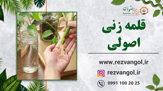 قلمه زنی اصولی