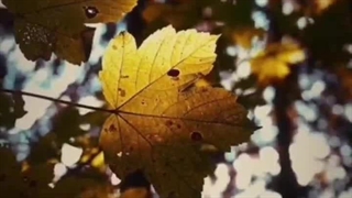 دانلود آهنگ جدید وحید رادین به نام پاییز