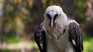 همای سعادت واقعیه؟ چرا عجیب ترین پرنده دنیاس؟